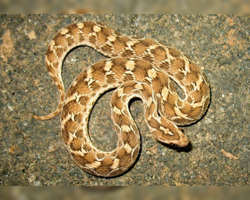 Chennai Snake Park